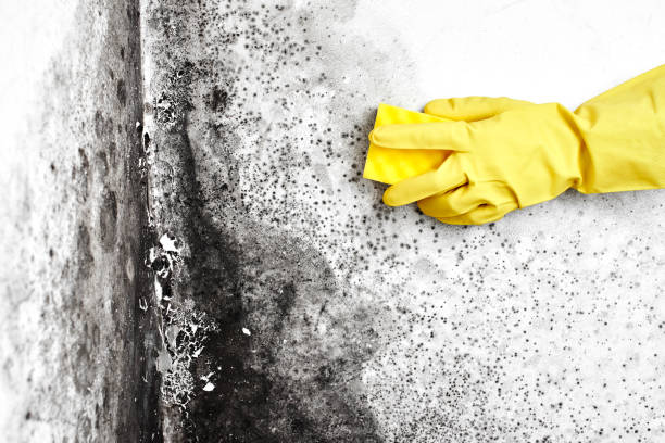 Best Black Mold Removal  in Johnson City, NY