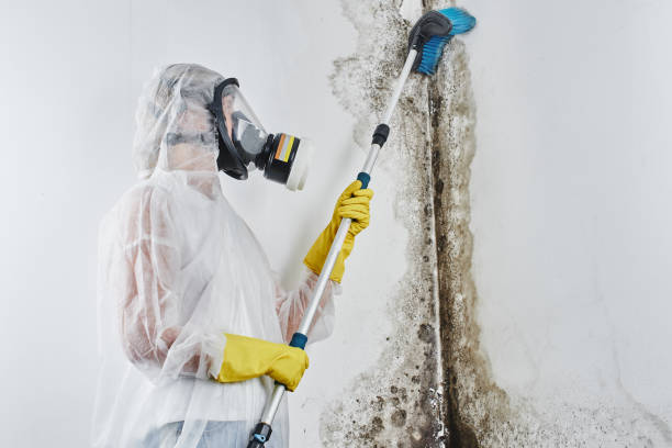 Best Best Mold Removal Companies  in Johnson City, NY