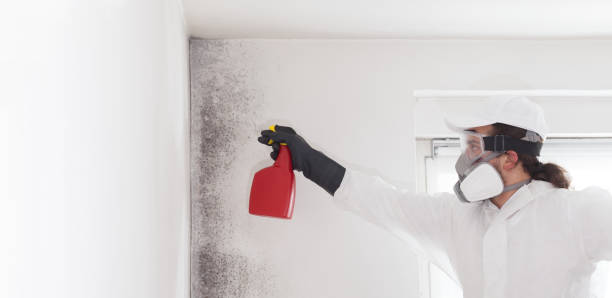 Best Mold Remediation Experts  in Johnson City, NY