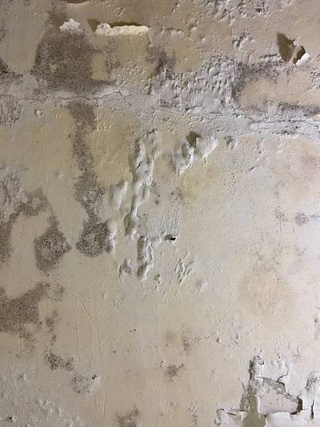 Best Mold Remediation Services  in Johnson City, NY