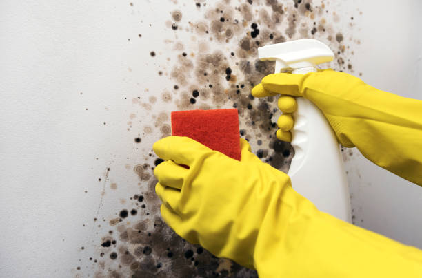 Best Mold Removal Company Near Me  in Johnson City, NY