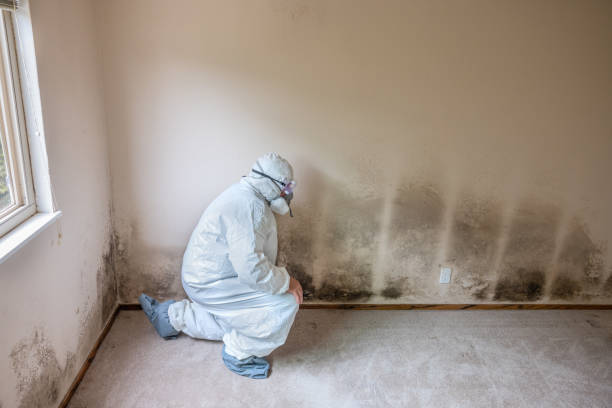 Best Fast Mold Removal  in Johnson City, NY