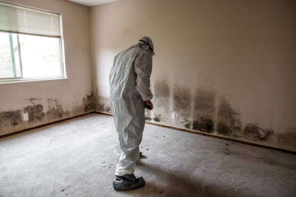 Trusted Johnson City, NY Mold Removal Experts