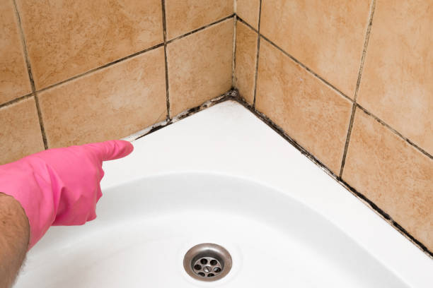 Best Mold Cleaning Services  in Johnson City, NY